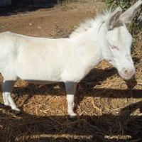 Asino bianco Dell Asinara
