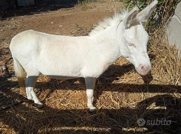 Asino bianco Dell Asinara