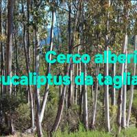Piante di Eucaliptus da tagliare