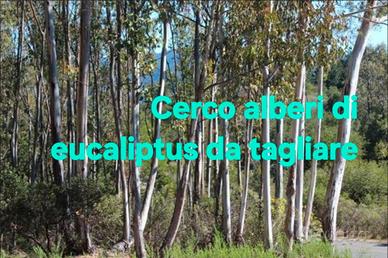 Piante di Eucaliptus da tagliare