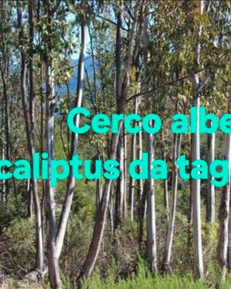 Piante di Eucaliptus da tagliare