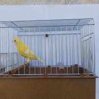 Coppia canarini Spagnoli