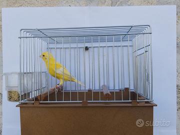 Coppia canarini Spagnoli