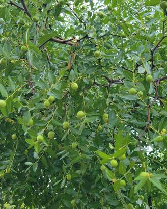 Pianta delle Giuggiole  *vitamina C*