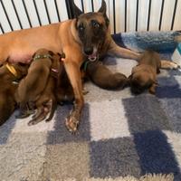 Cucciolo pastore belga Malinois