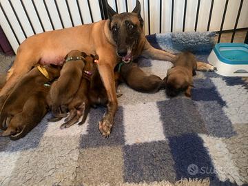 Cucciolo pastore belga Malinois