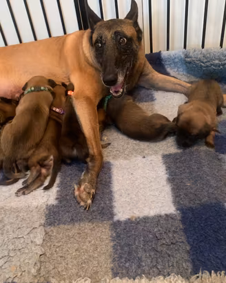 Cucciolo pastore belga Malinois