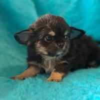 Cuccioli chihuahua
