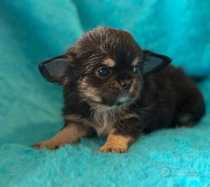 Cuccioli chihuahua