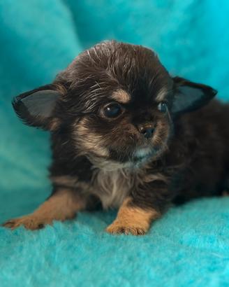 Cuccioli chihuahua