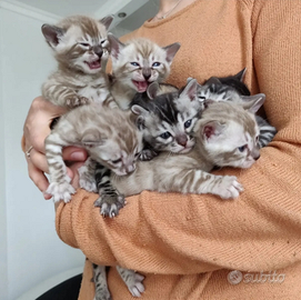 Dolcissimi cuccioli bengala con pedigree 4 mesi