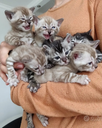 Dolcissimi cuccioli bengala con pedigree 4 mesi