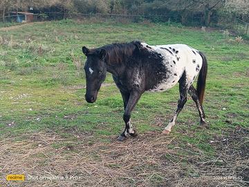 Cavallo