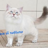 Cuccioli di Siberiano Neva Masquerade