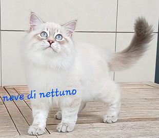 Cuccioli di Siberiano Neva Masquerade