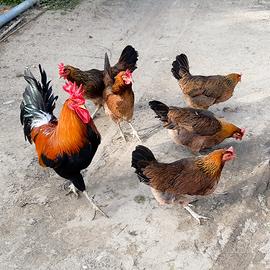 Galline Ovaiole Ornamentali