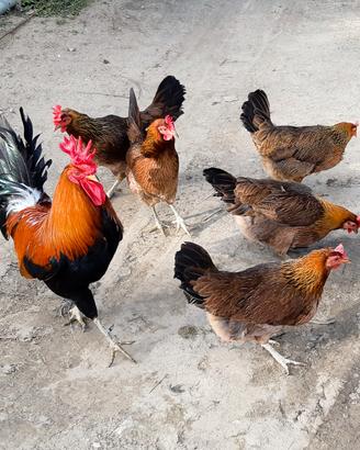 Galline Ovaiole Ornamentali