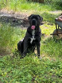 cane corso