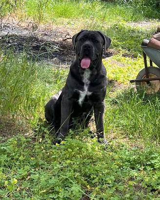 cane corso
