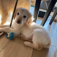 Ultima femmina GOLDEN RETRIEVER