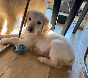 Ultima femmina GOLDEN RETRIEVER