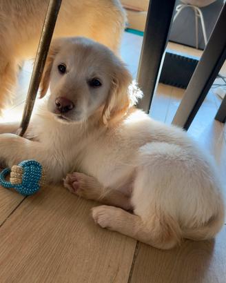 Ultima femmina GOLDEN RETRIEVER