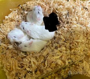 Vend criceti di tutti colori anno 2026