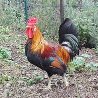 Galli razza Siciliana collo oro - cresta a corona