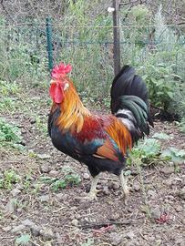 Galli razza Siciliana collo oro - cresta a corona