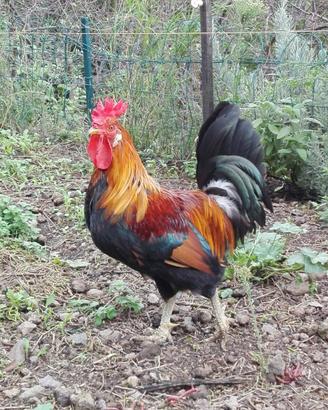 Galli razza Siciliana collo oro - cresta a corona