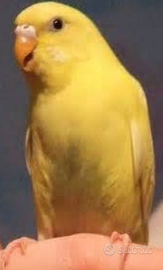 Cocorite allevate a mano