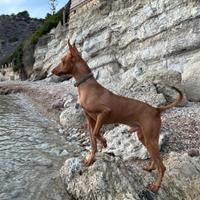 Cane cirneco originale