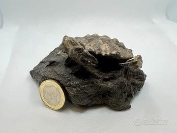Granchio fossile