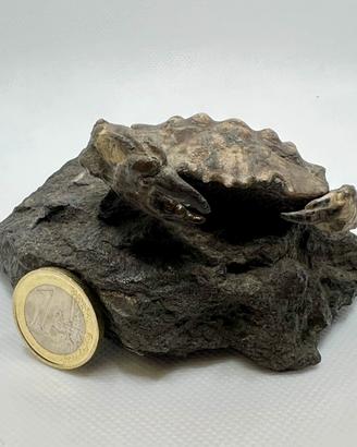 Granchio fossile