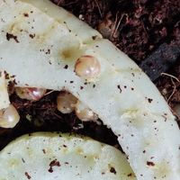 Achatina Fulica White Jade - chiocciole africane