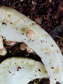 Achatina Fulica White Jade - chiocciole africane