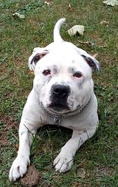 Staffy per accoppiamento