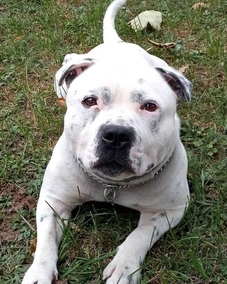 Staffy per accoppiamento