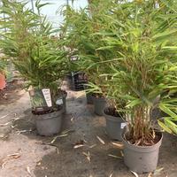 Bambu due Piante di Fargesia Nitida  a canna Blu