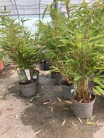 Bambu due Piante di Fargesia Nitida  a canna Blu