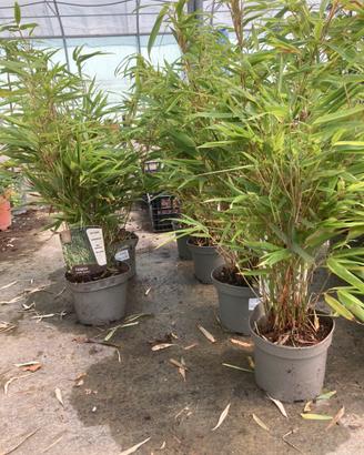 Bambu due Piante di Fargesia Nitida  a canna Blu