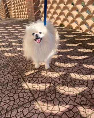 Pomerania
