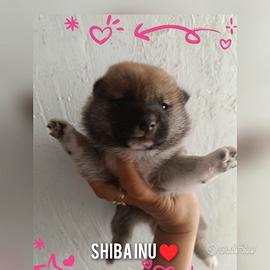 Shiba Inu pedigree enci