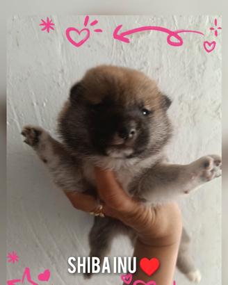 Shiba Inu pedigree enci