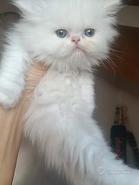 Gattino persiano
