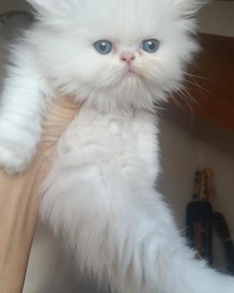 Gattino persiano