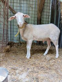 Agnello montone pecora lacaune