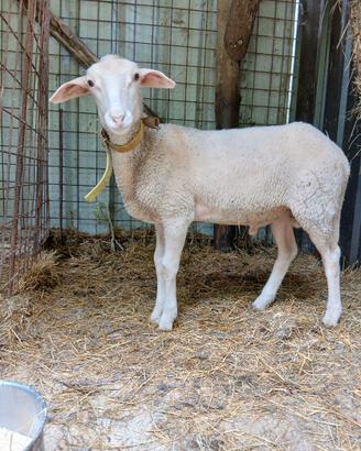 Agnello montone pecora lacaune