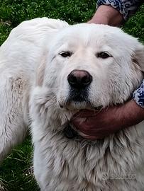 Pastore Maremmano Abruzzese