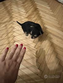 Mini femminuccia simil yorkshire - chihuahua